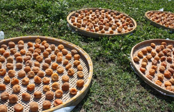 “みんなのうめぼし”プロジェクト 完成披露会