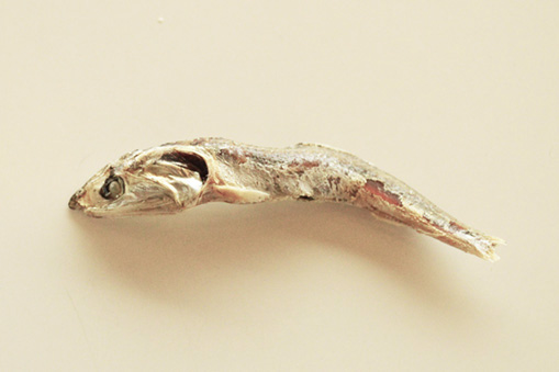 ZOU-NO-HANA BENTO PROJECT 6月